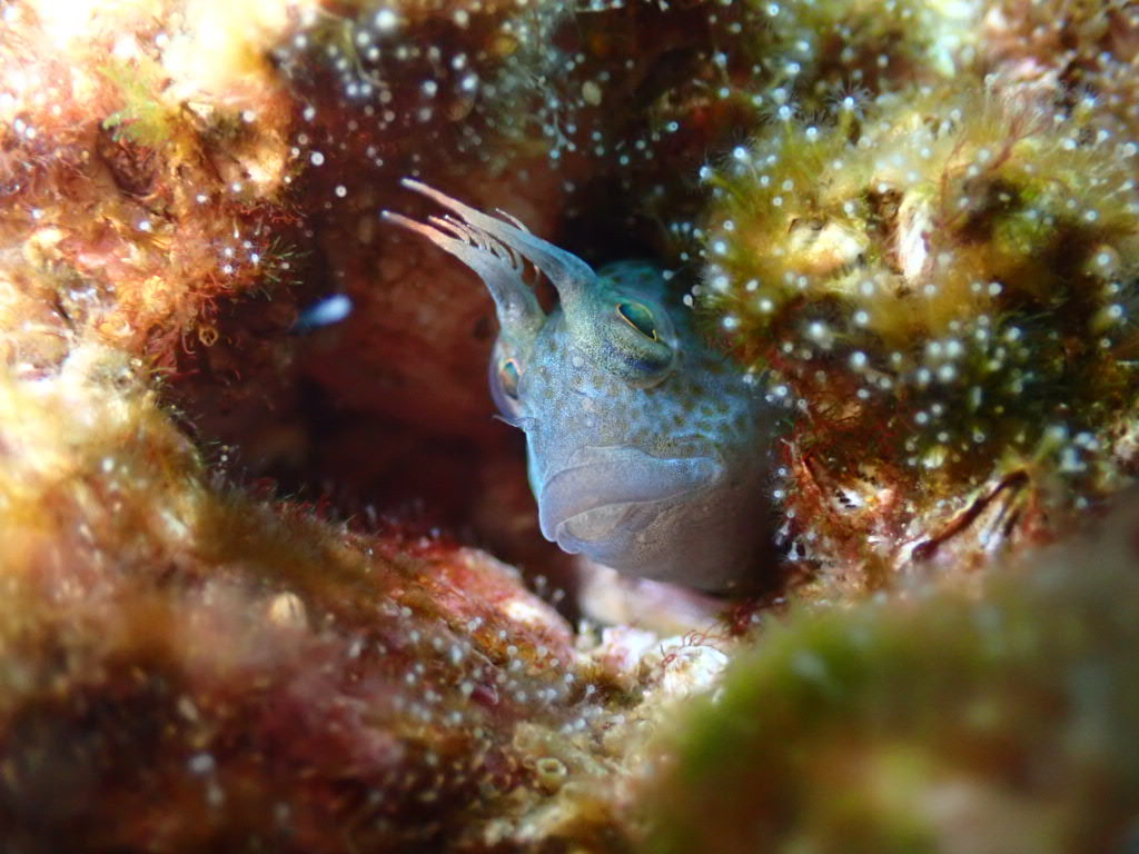 この魚の名前が分かりません